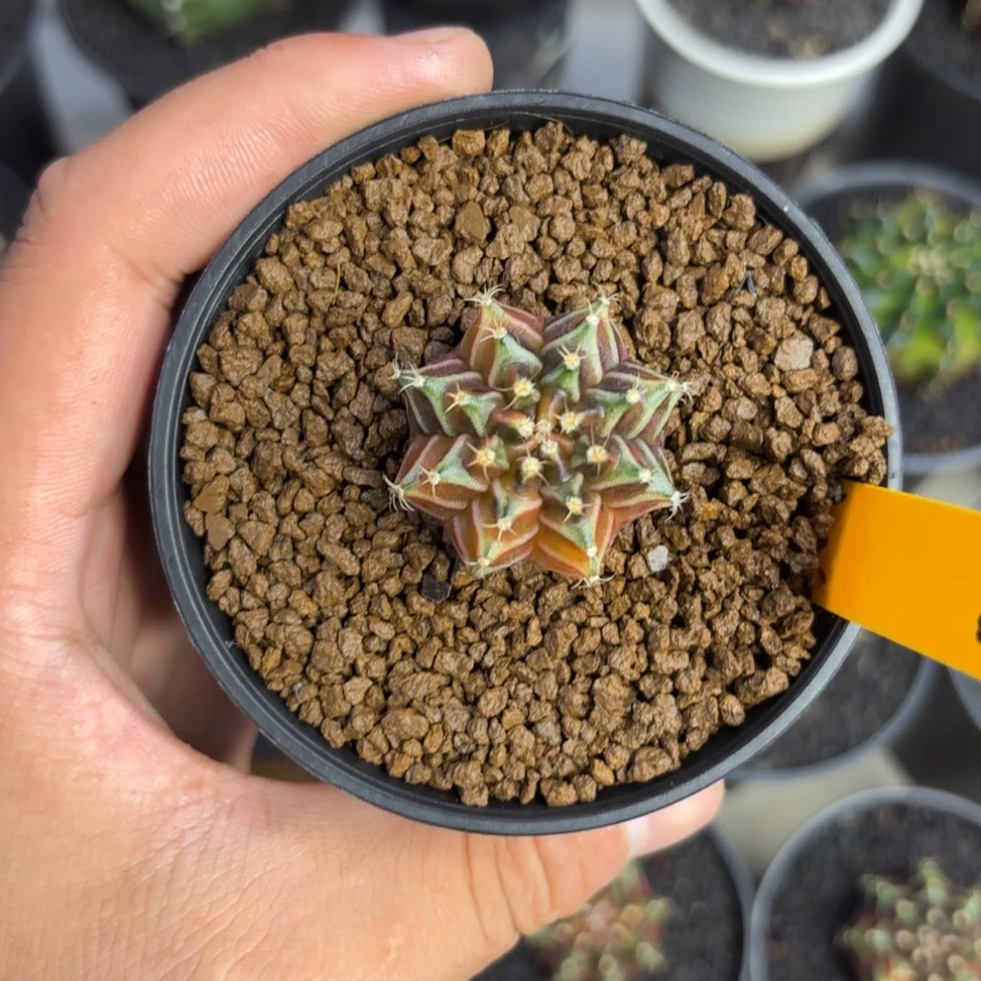 139-1225泰国发货多肉