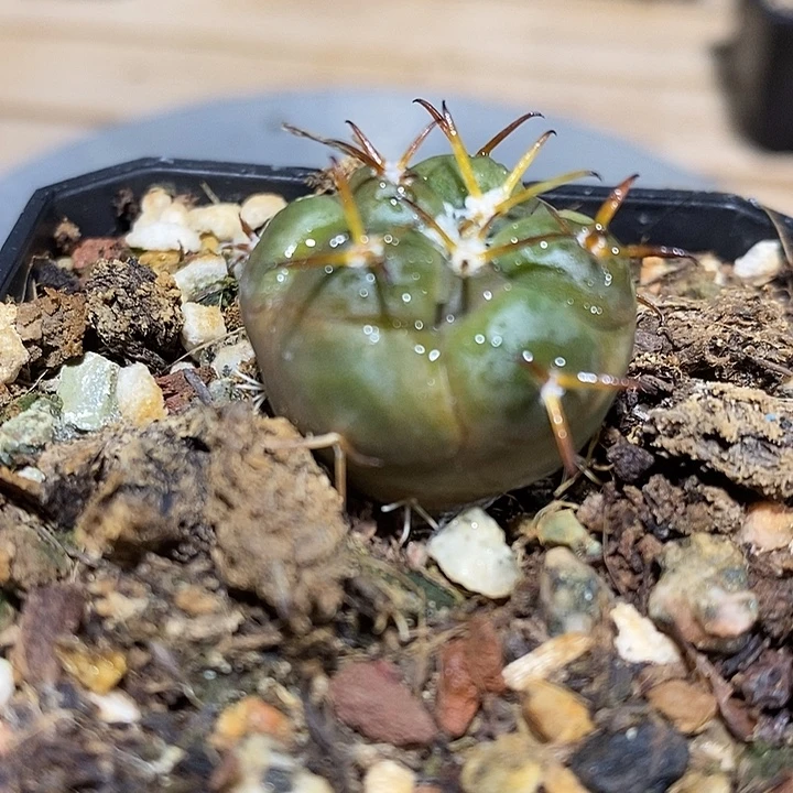 完美主义者勿拍大象冠121273