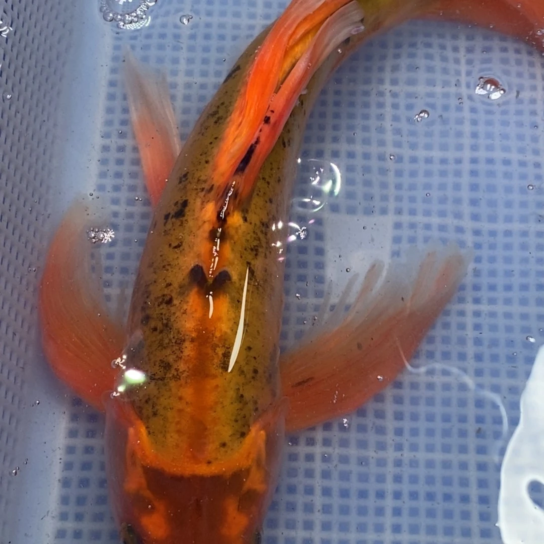 锦鲤冷水锦鲤包邮