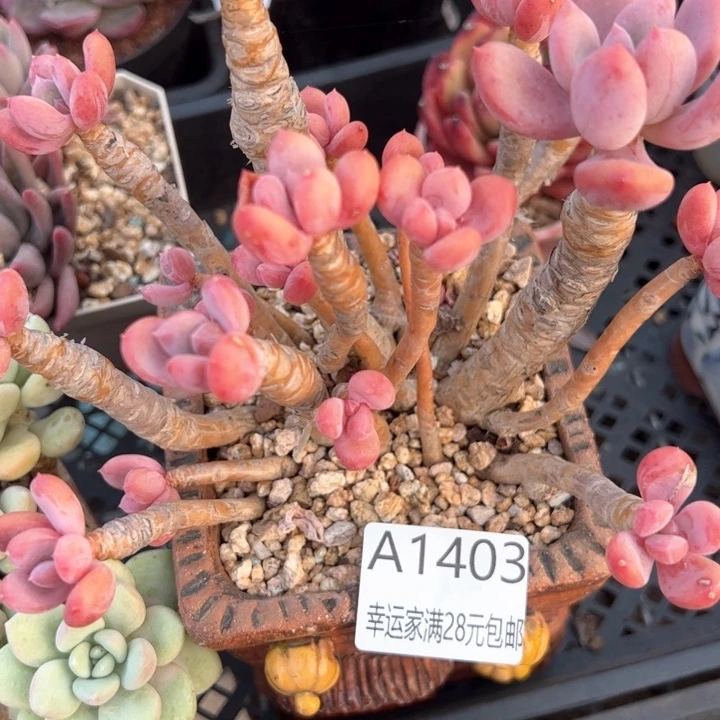 幸运的是我的朋友是
