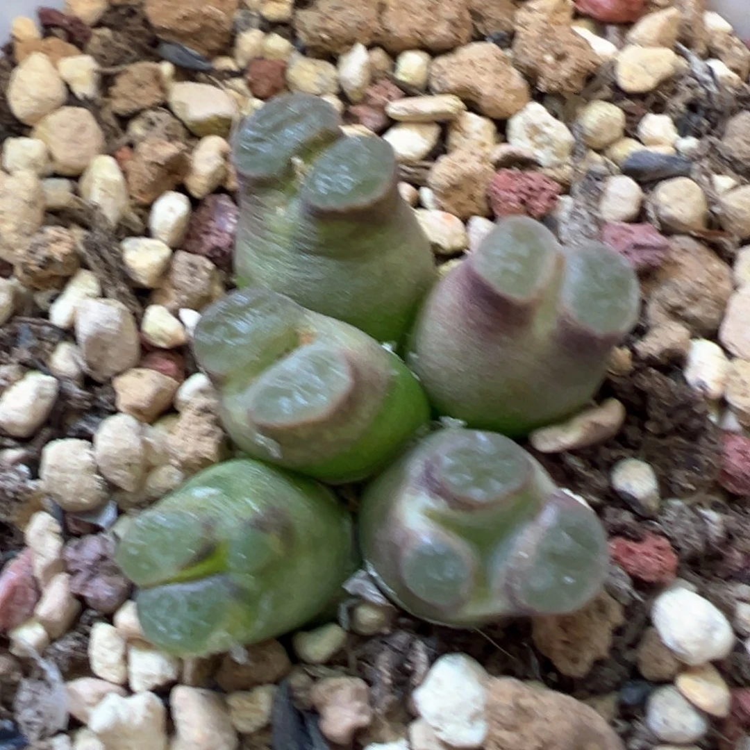 开播福利开播福利 肉锥植物