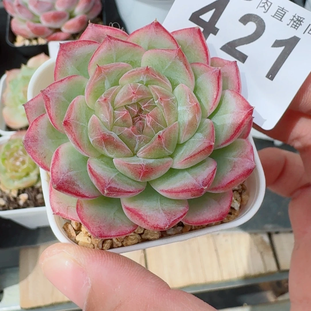 梦冉优选            精美多肉植物