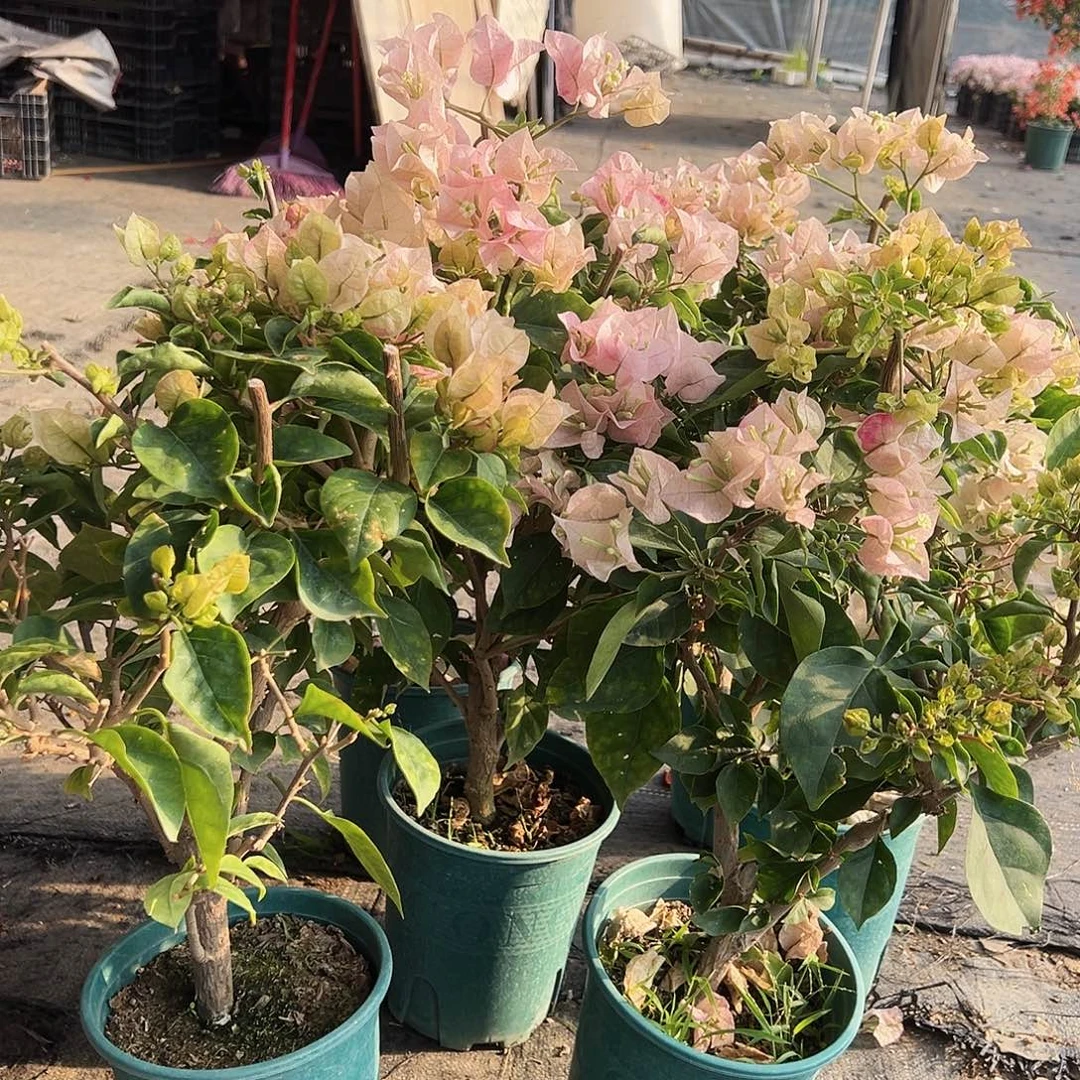 大部分花苞少量开放皇后中一颗