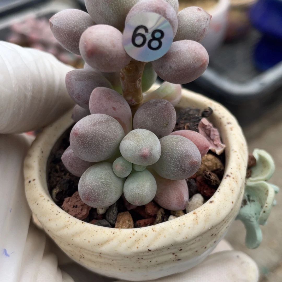 仙子奶酪多肉植物