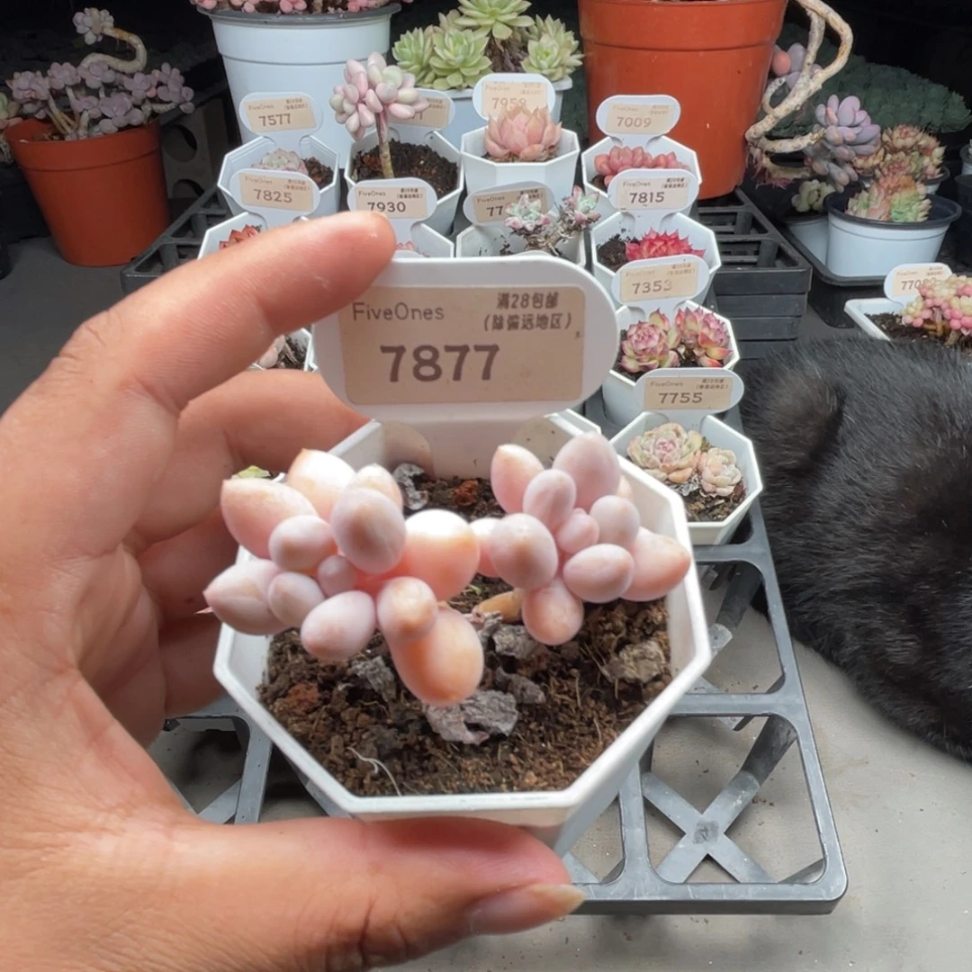 7877粉色恋人 5.0厘米