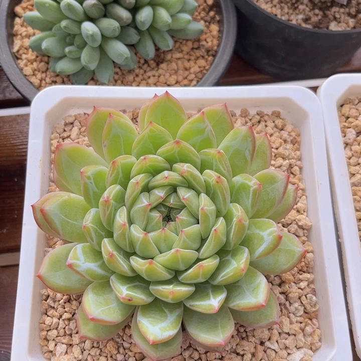 一物一拍，雪花珍妮。