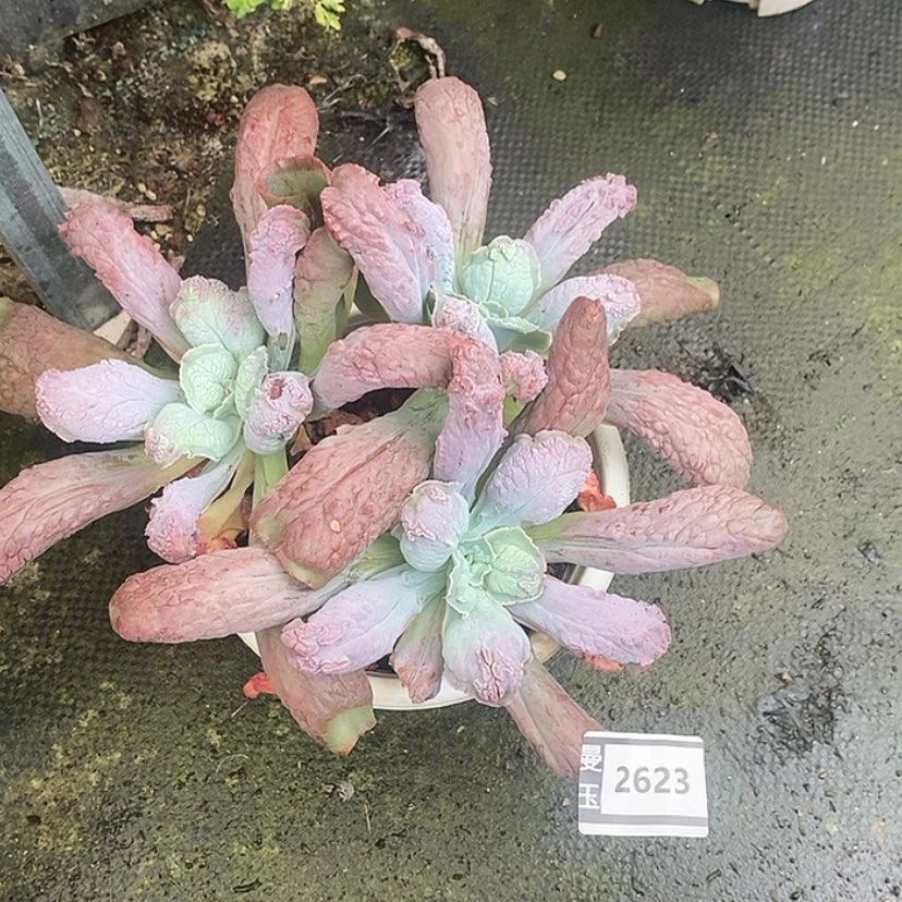 【闪购商品】蓝爵2623