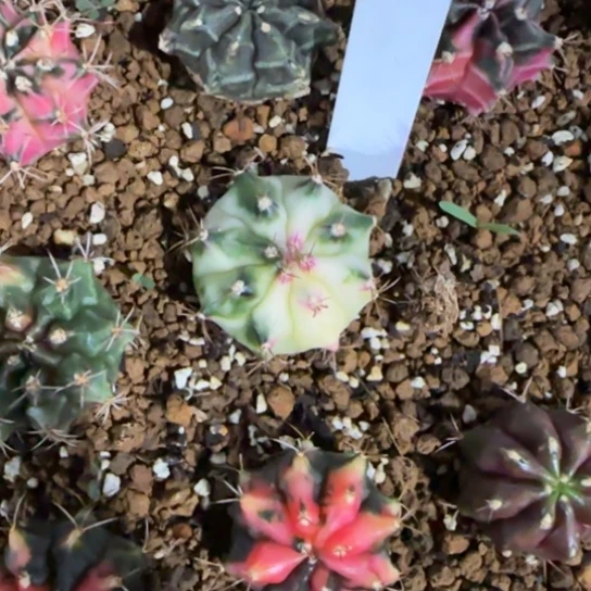 253-0121泰国发货多肉