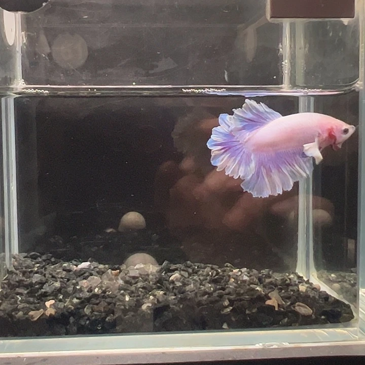 斗鱼一单包邮31日61