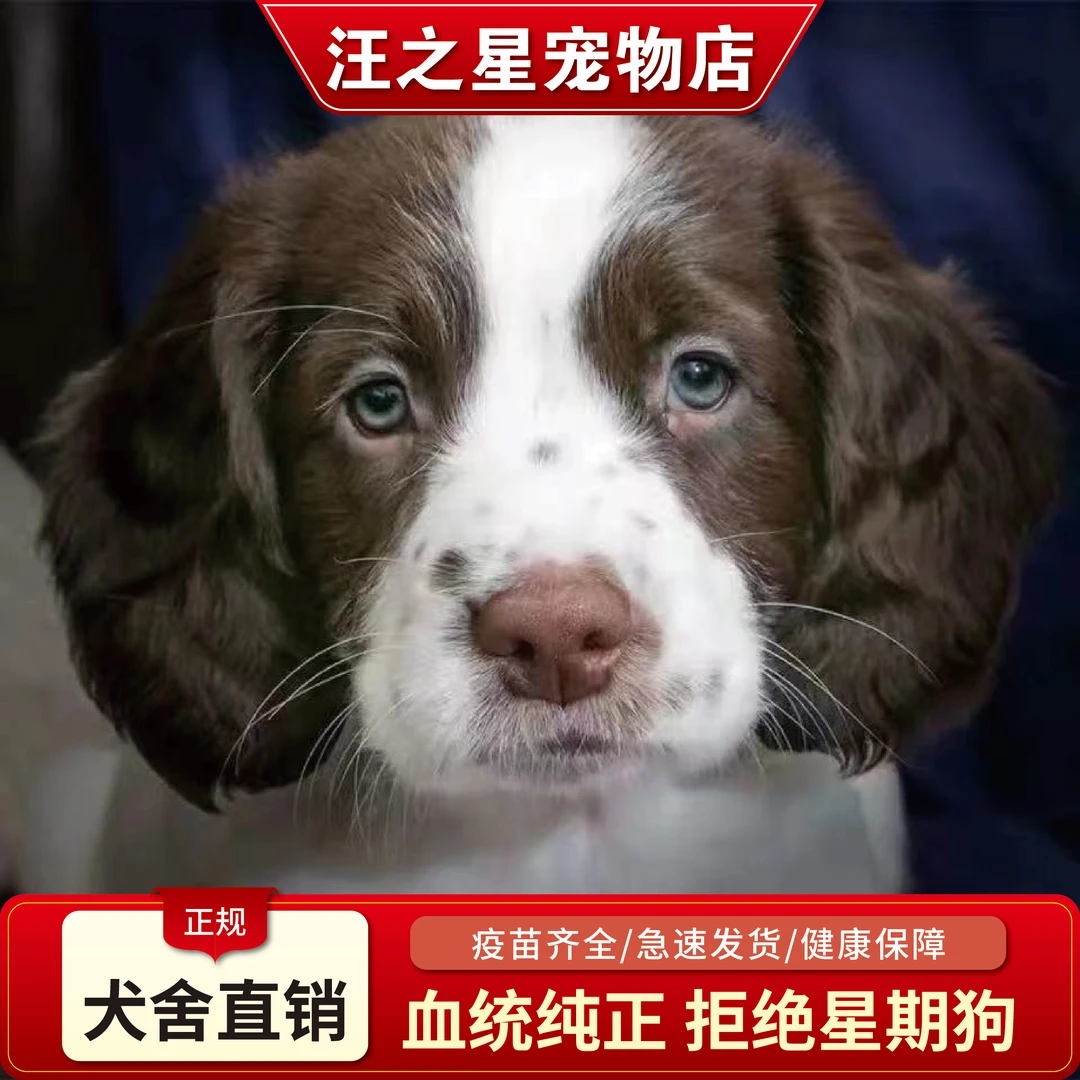 史宾格猎犬宠物狗警犬宠物犬