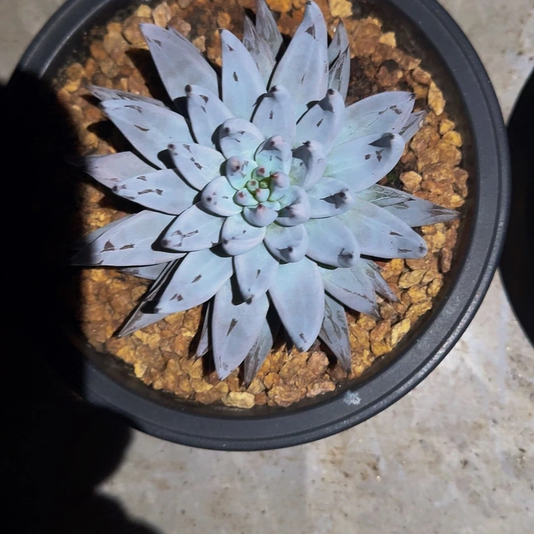 魔爪 单头 一物一拍