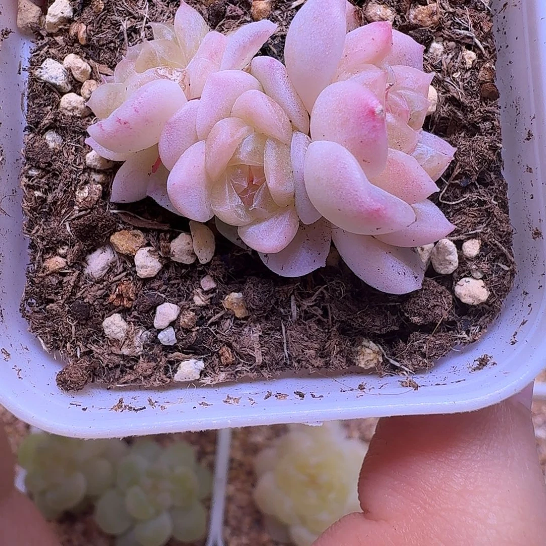 四头白冰一物一拍