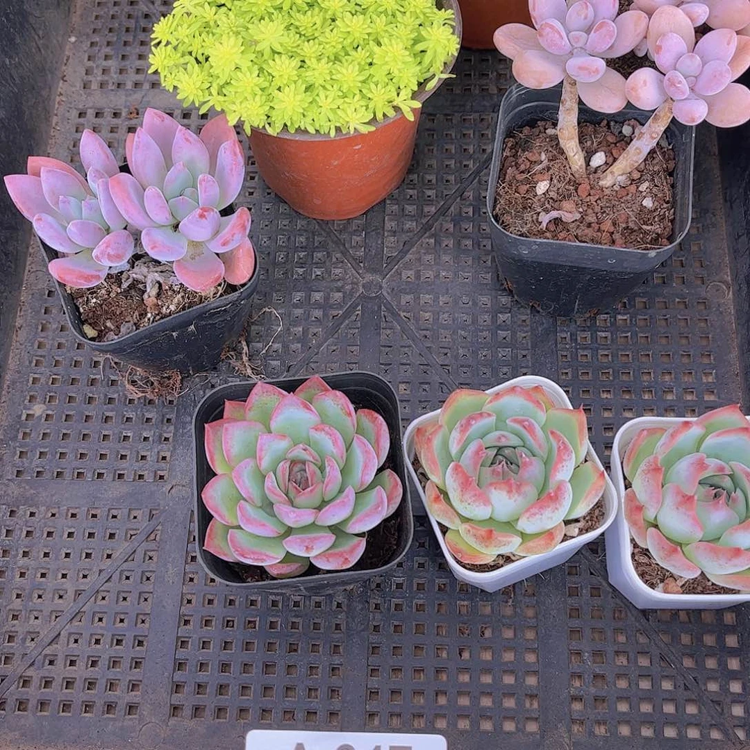 多肉647多肉植物，