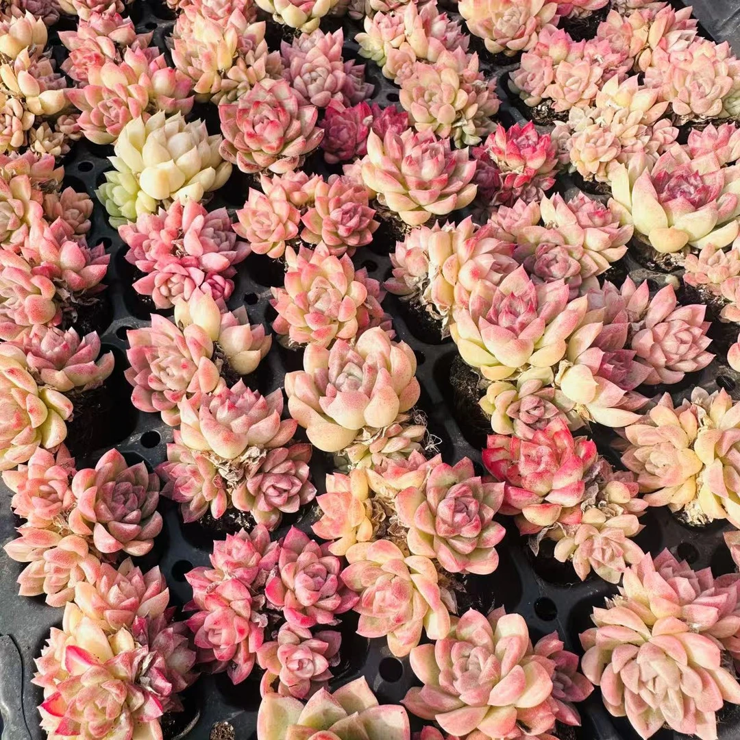 麦秆缀化多肉 直播间展示为准