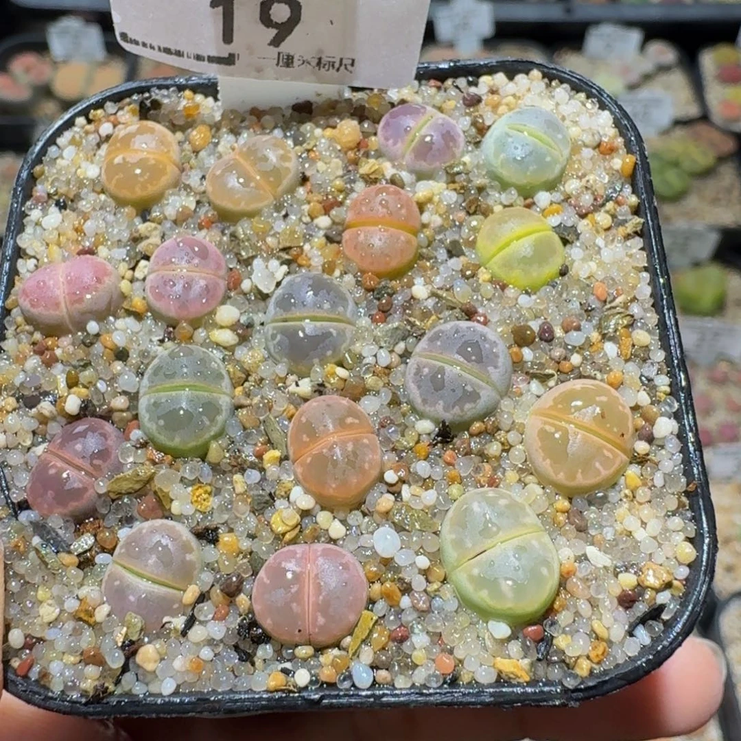 Ssss精品生石花19全窗