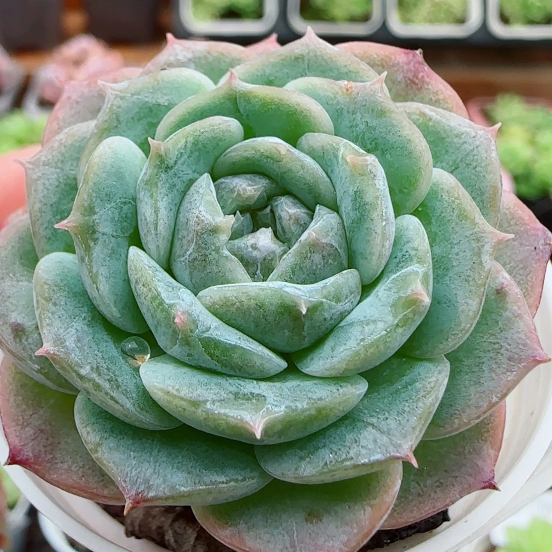 花语逸镜0923-21纯爱