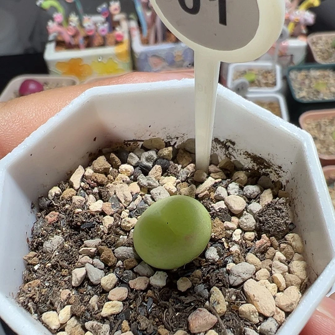 01拉登尺寸1.4大窗