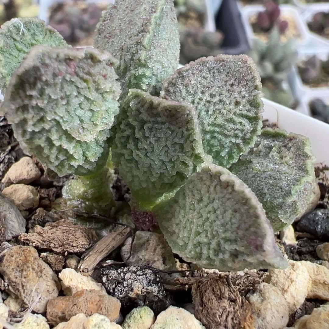 实生新品多头纯木质桩多肉植物