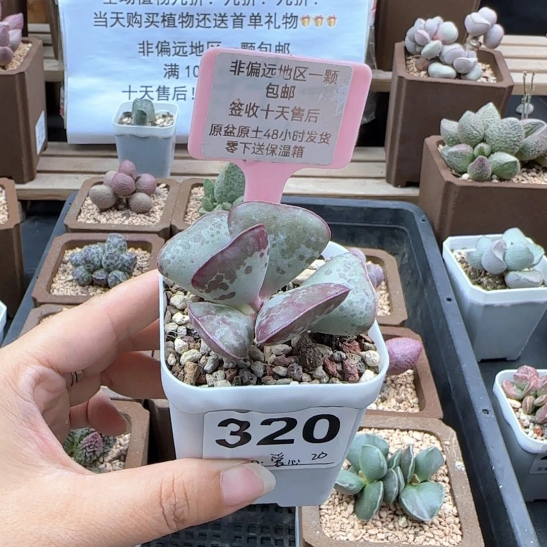 320爱心多肉植物