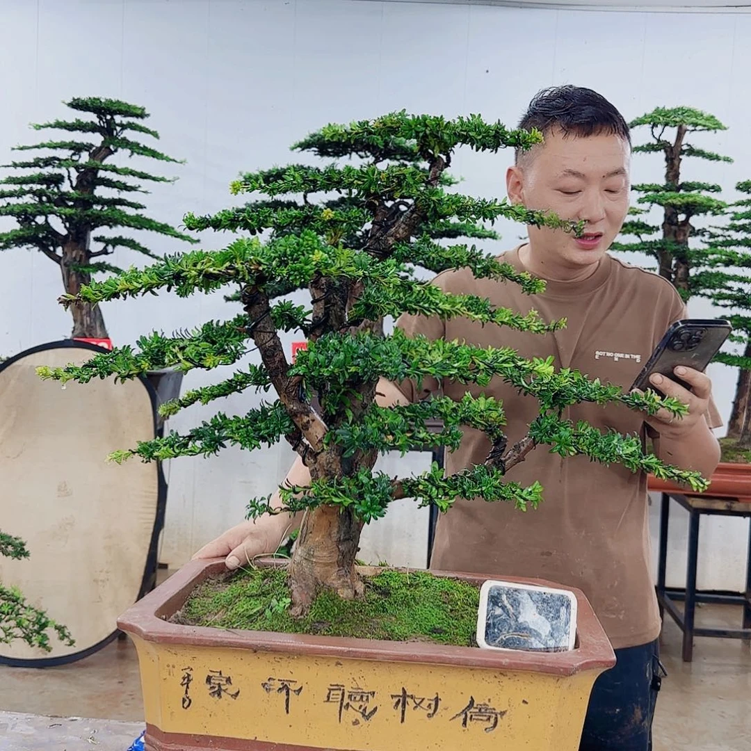 王***松无花朵盆景制作过程非常