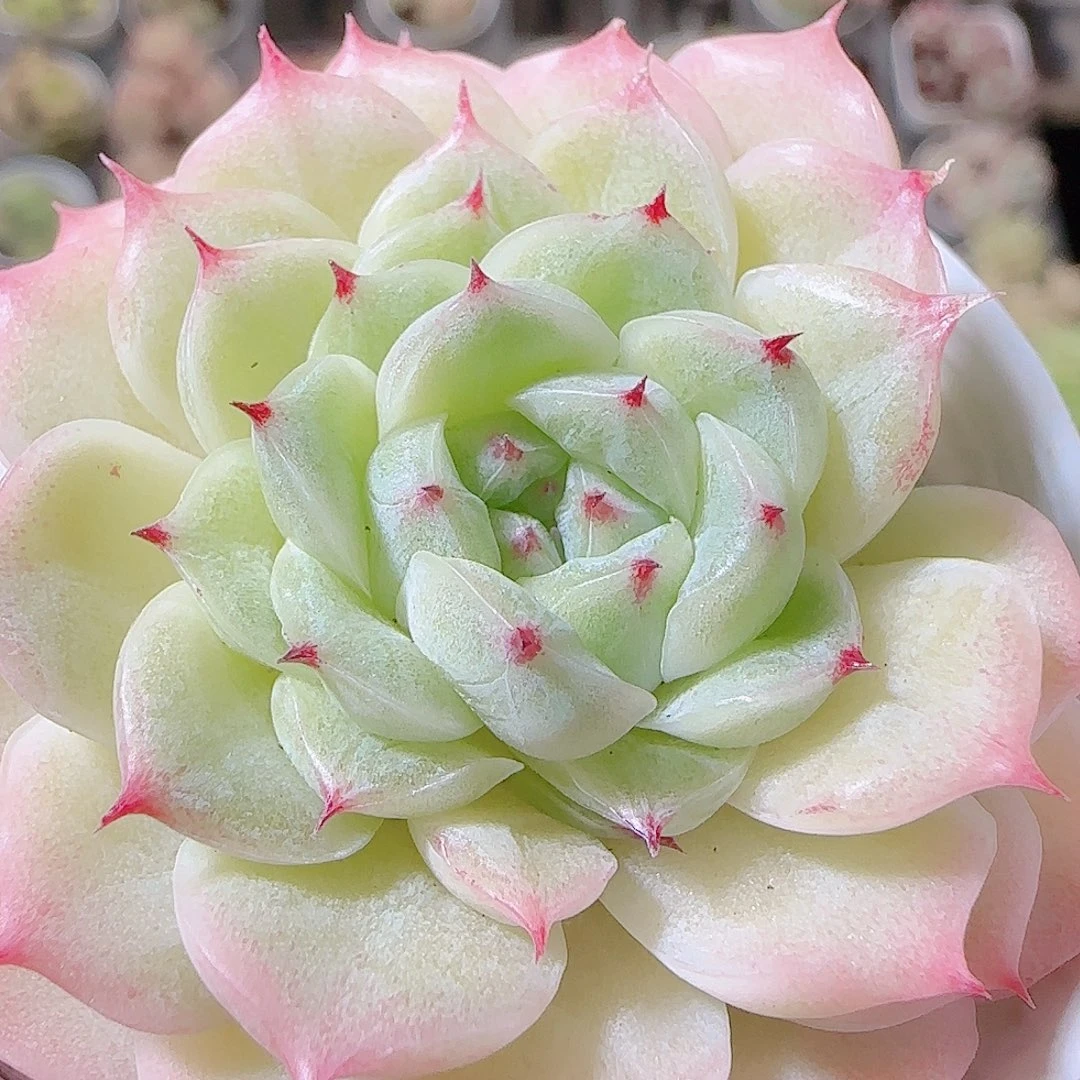 花语逸镜1119-90麦秆