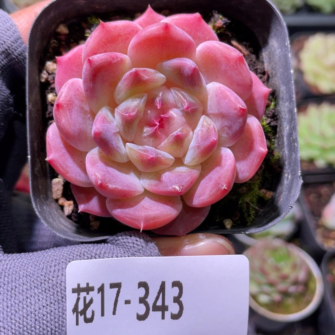 花利美17-343秘境冰魄