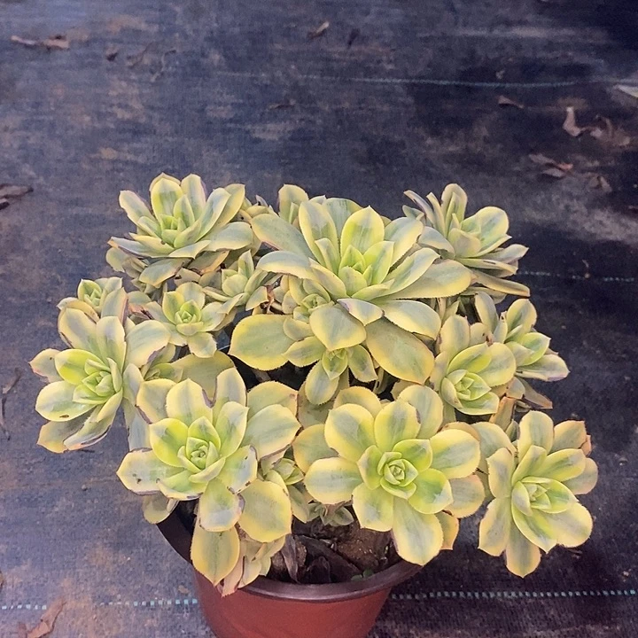 星爆多肉植物015