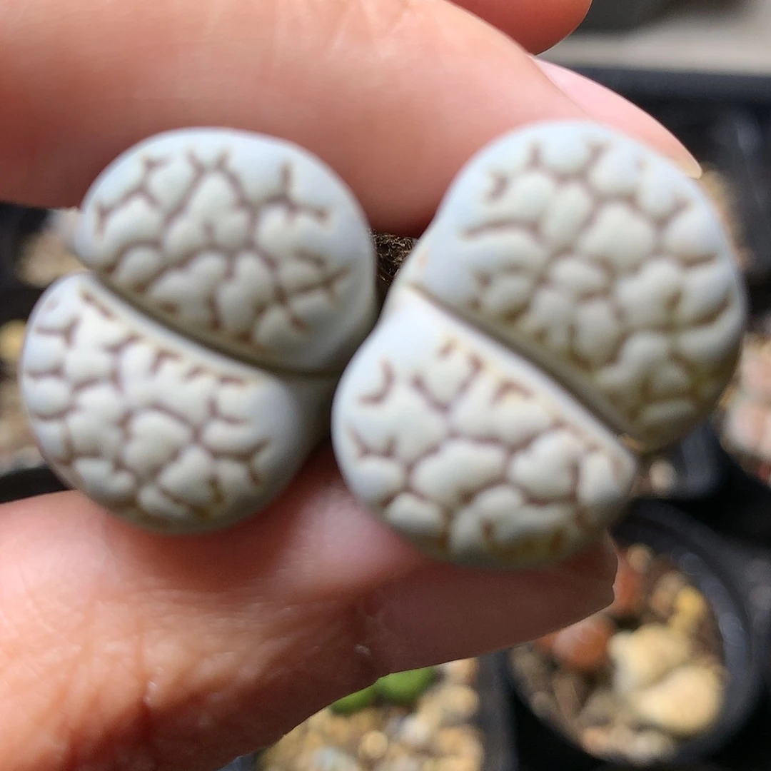 P80多肉植物保护