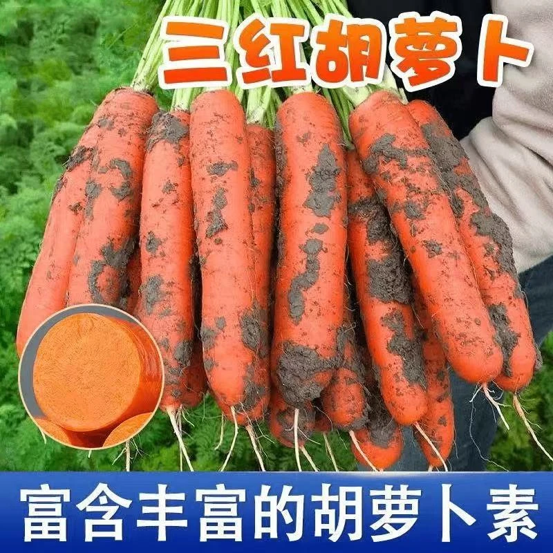 三红胡萝卜夏秋季水果蔬菜萝卜生吃脆甜四季田园红萝卜
