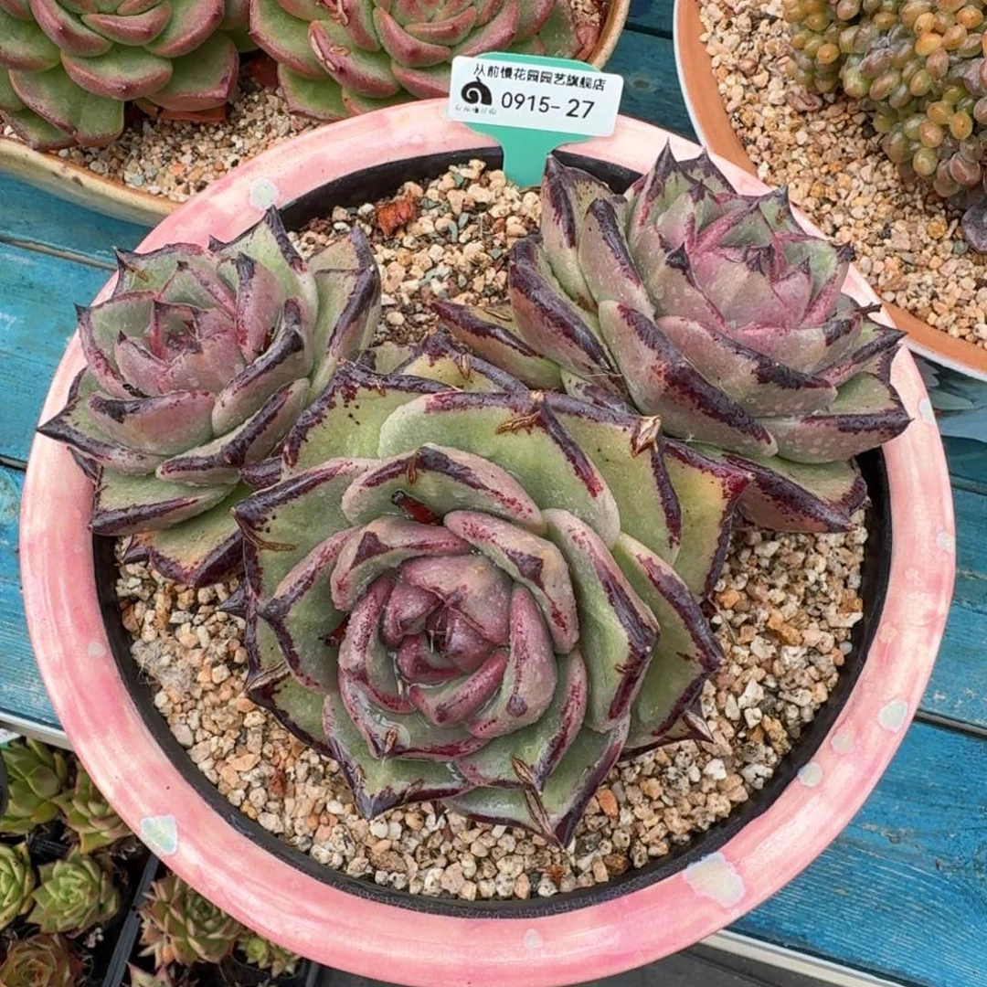 云***4从前慢多肉精选编号0915.27带盆