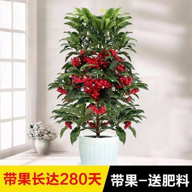 富贵籽盆栽金玉满堂植物耐寒富贵子花卉室内植物带果发货年宵花