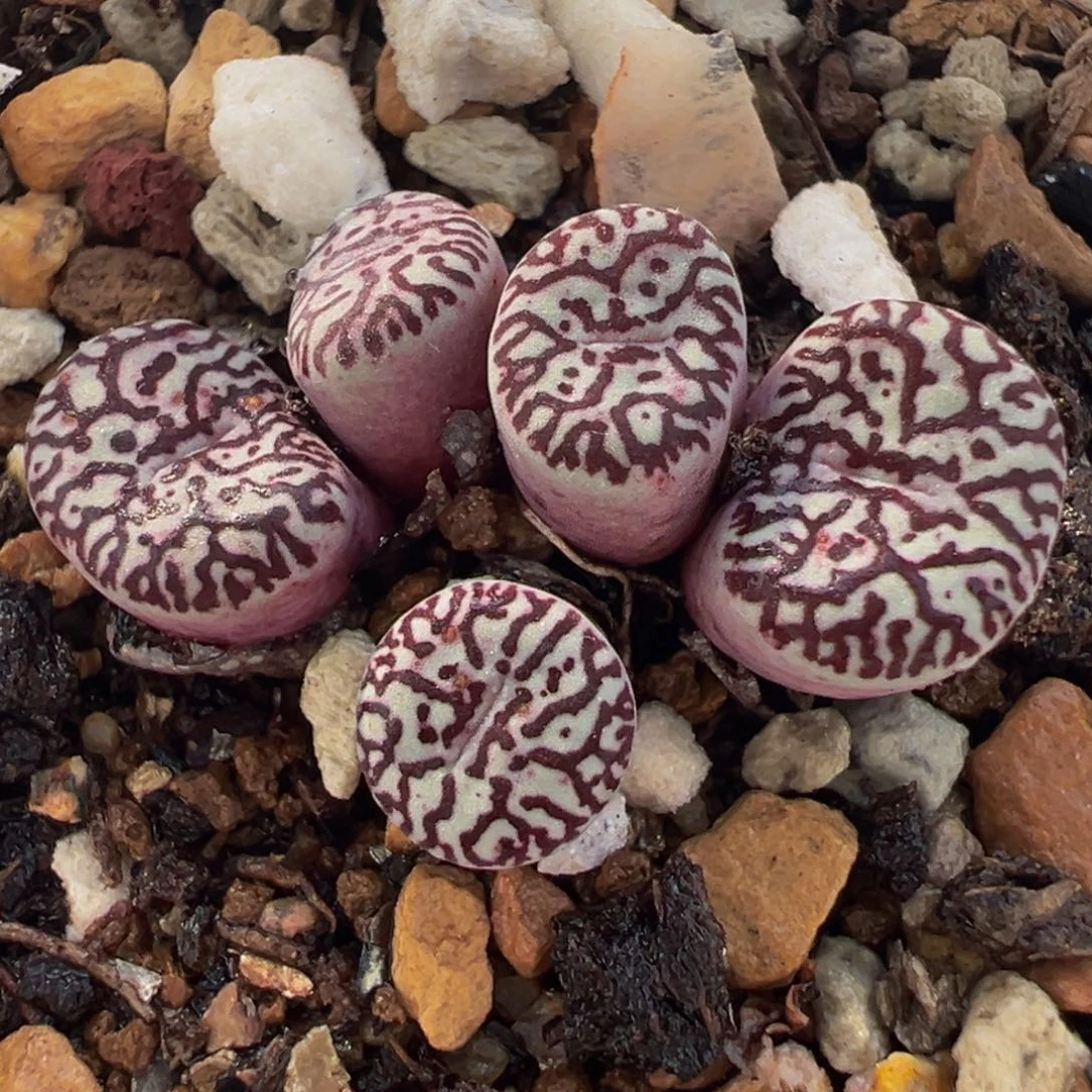 852多肉植物种类多样