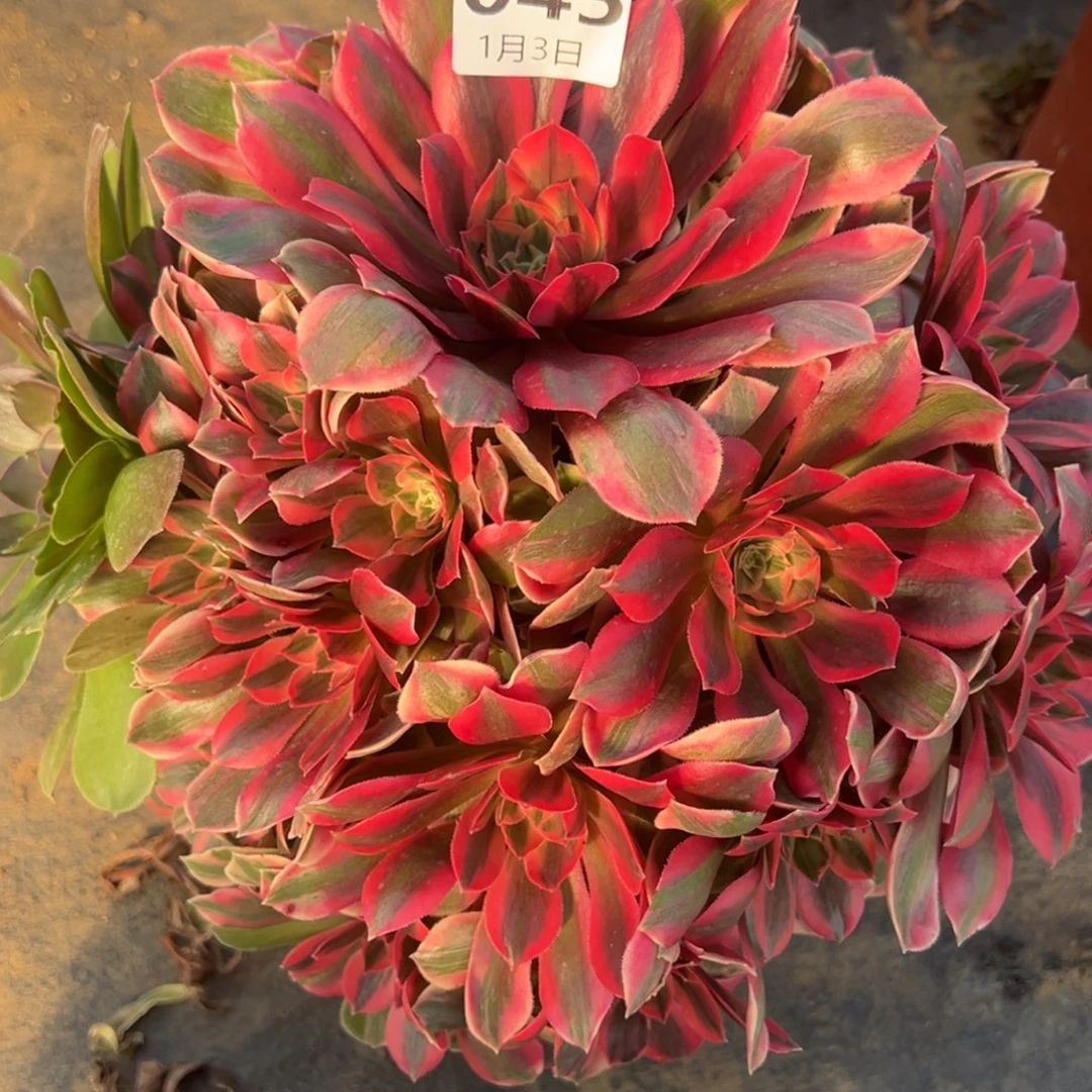 1.3-45女妖多肉植物