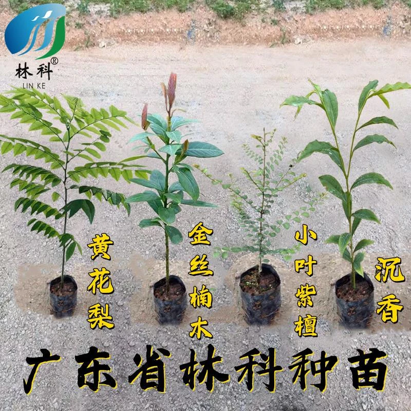 名贵苗木金丝楠木树苗正宗奇楠沉香珍稀小叶紫檀海南黄花梨苗酸枝