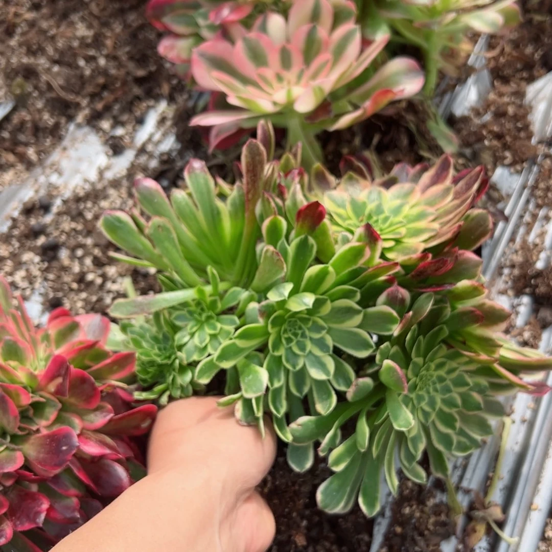 7136 号多肉法师新年特价