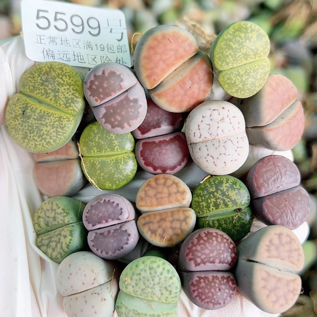 5599 好养易活生石花大母本18个