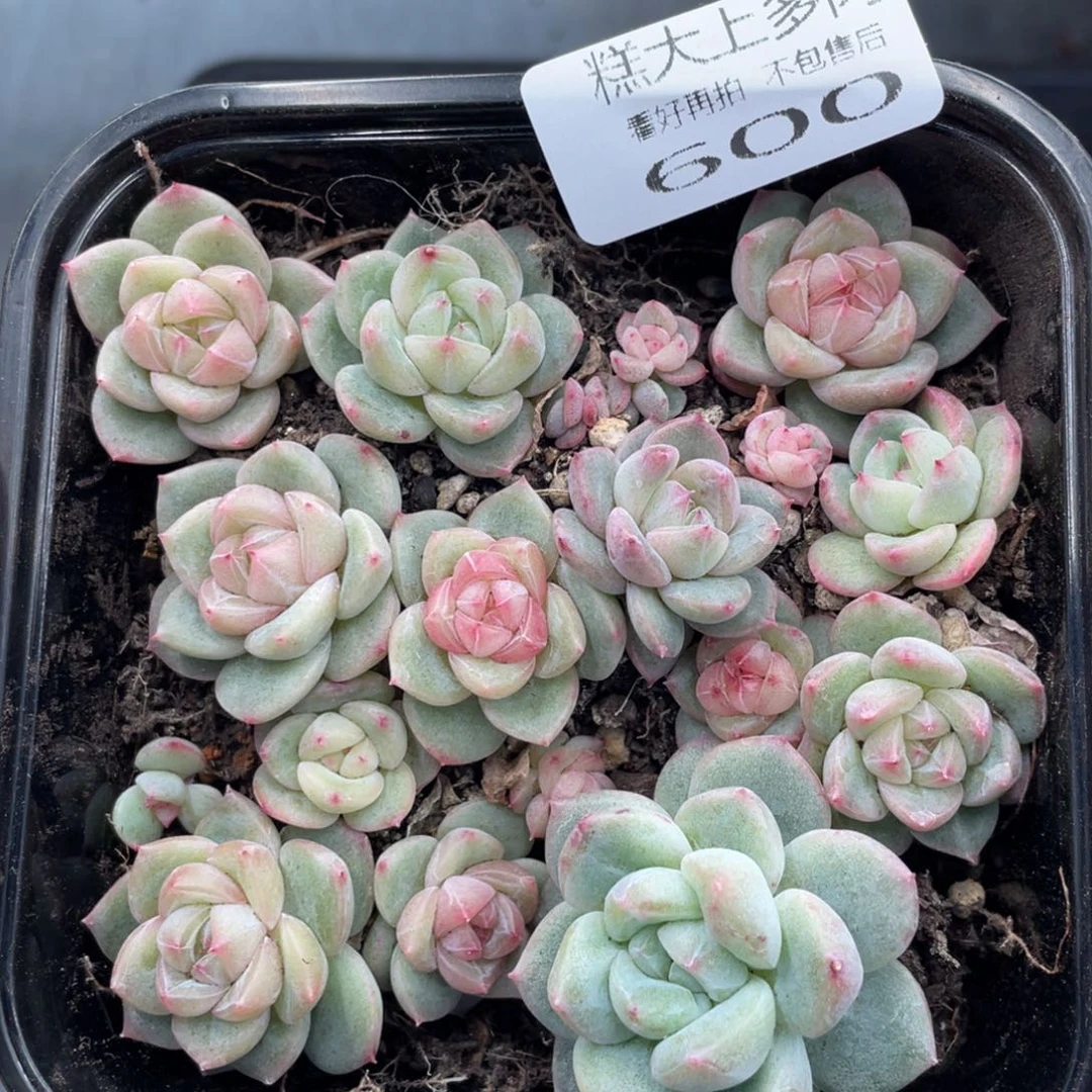 糕大上多肉植物600