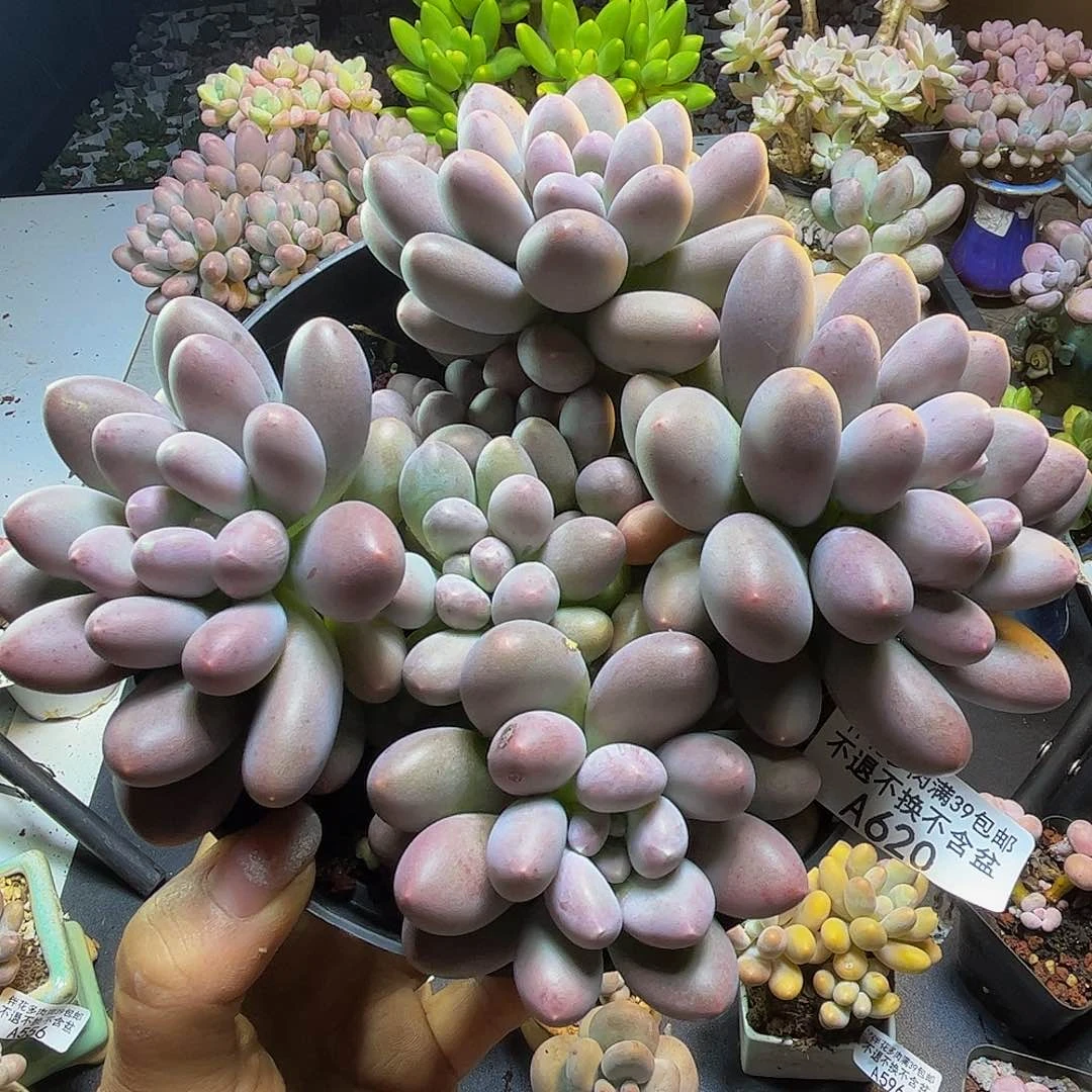 蛋黄奶酪629/17cm多肉
