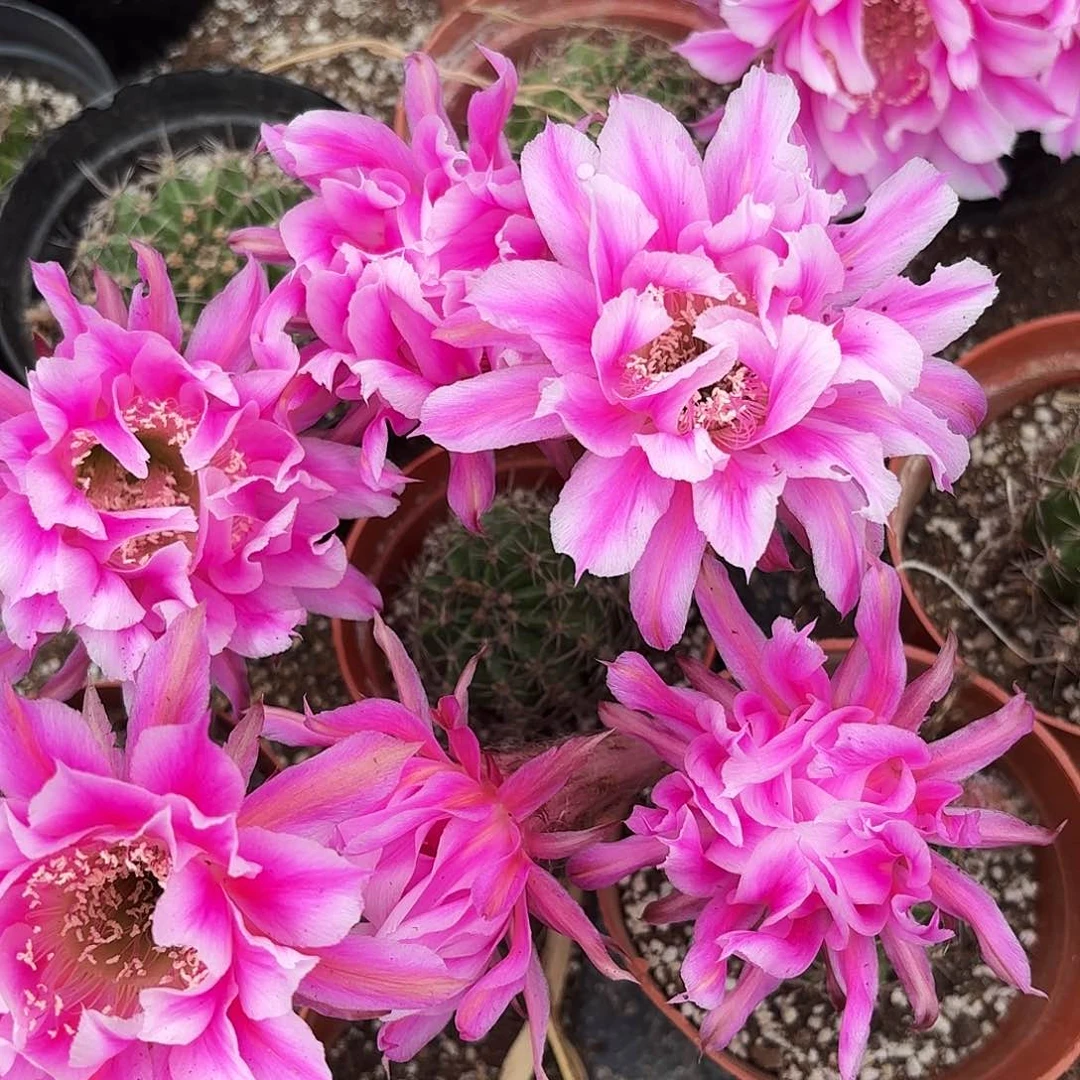 带根烟花彩20包邮4-5公分