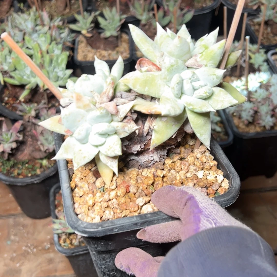 四头阿金尼哈哈哈哈哈