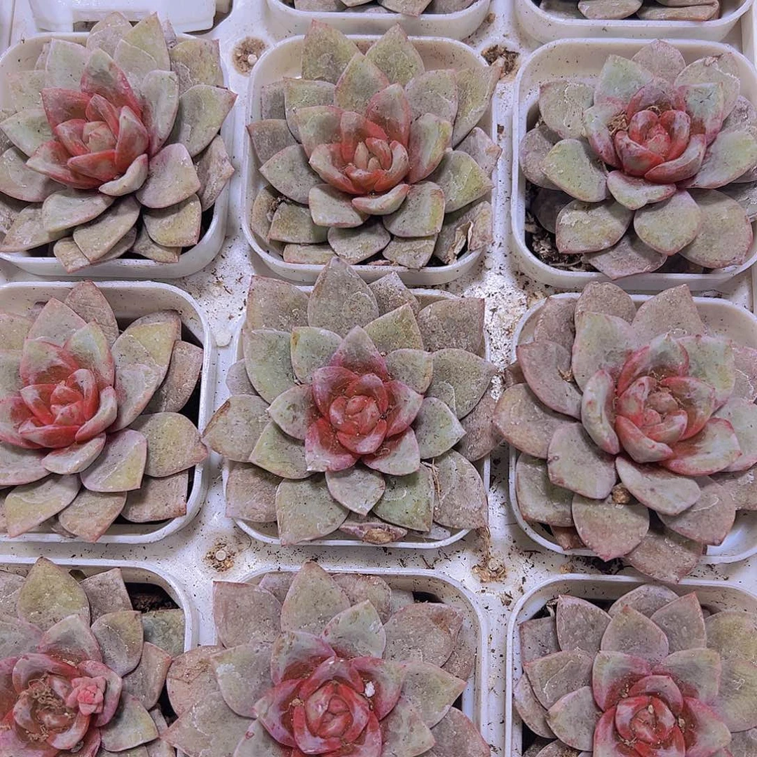 德国香槟19包邮多肉