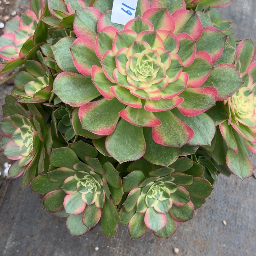 61玉芙蓉多肉植物系