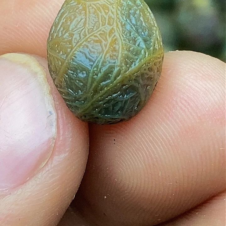 新*石头珠子是真的