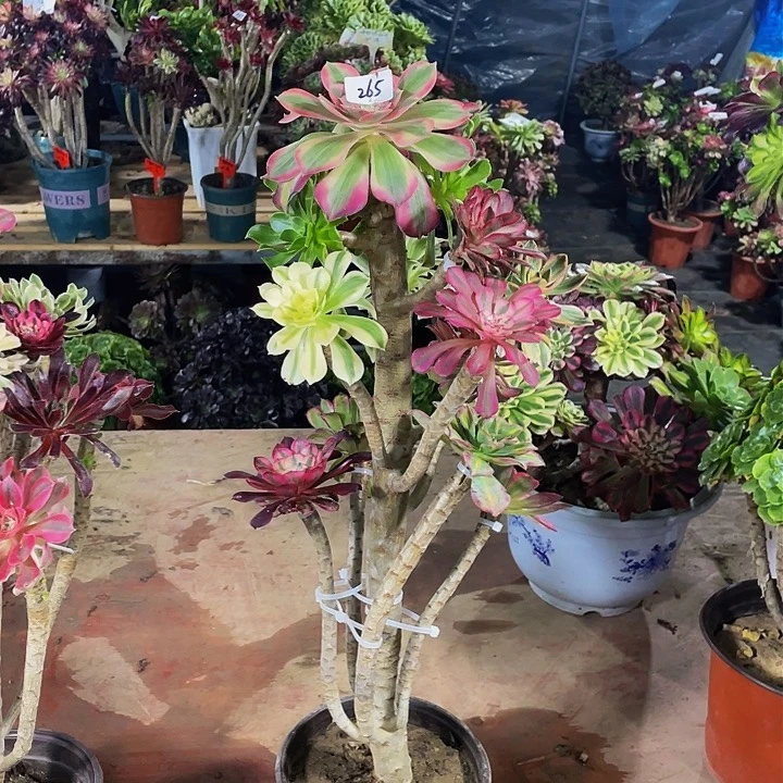 星****）架接法师一个265号