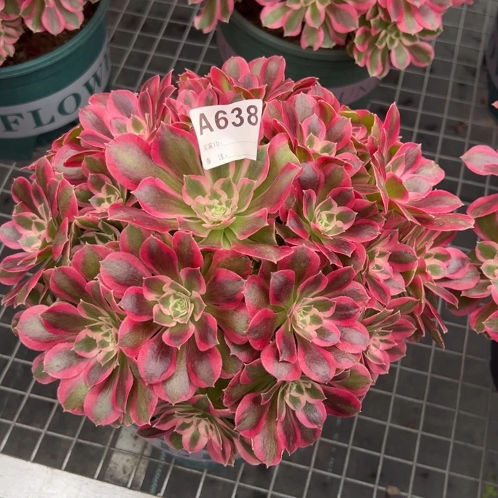 638夜罗刹20厘米左右多肉