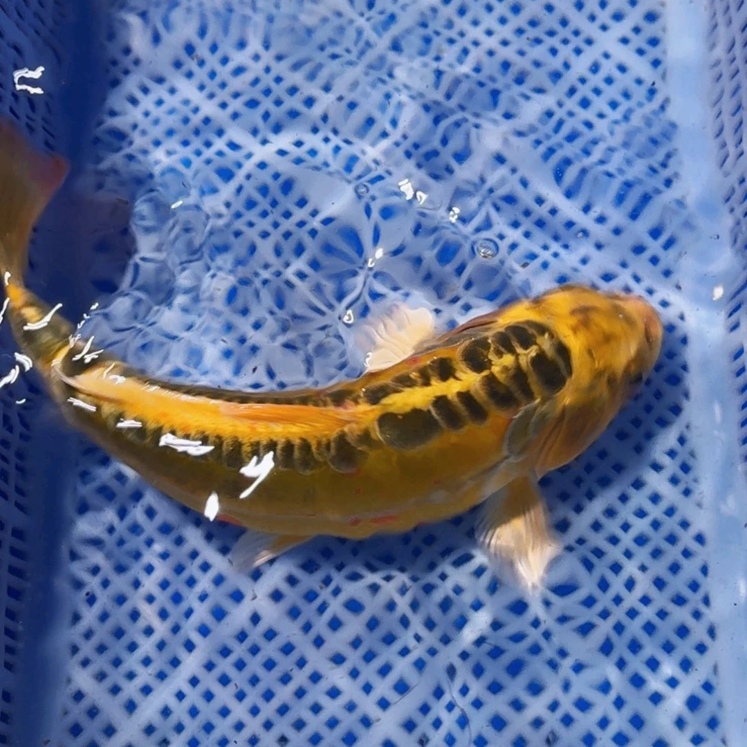 锦鲤精品锦鲤包邮包损