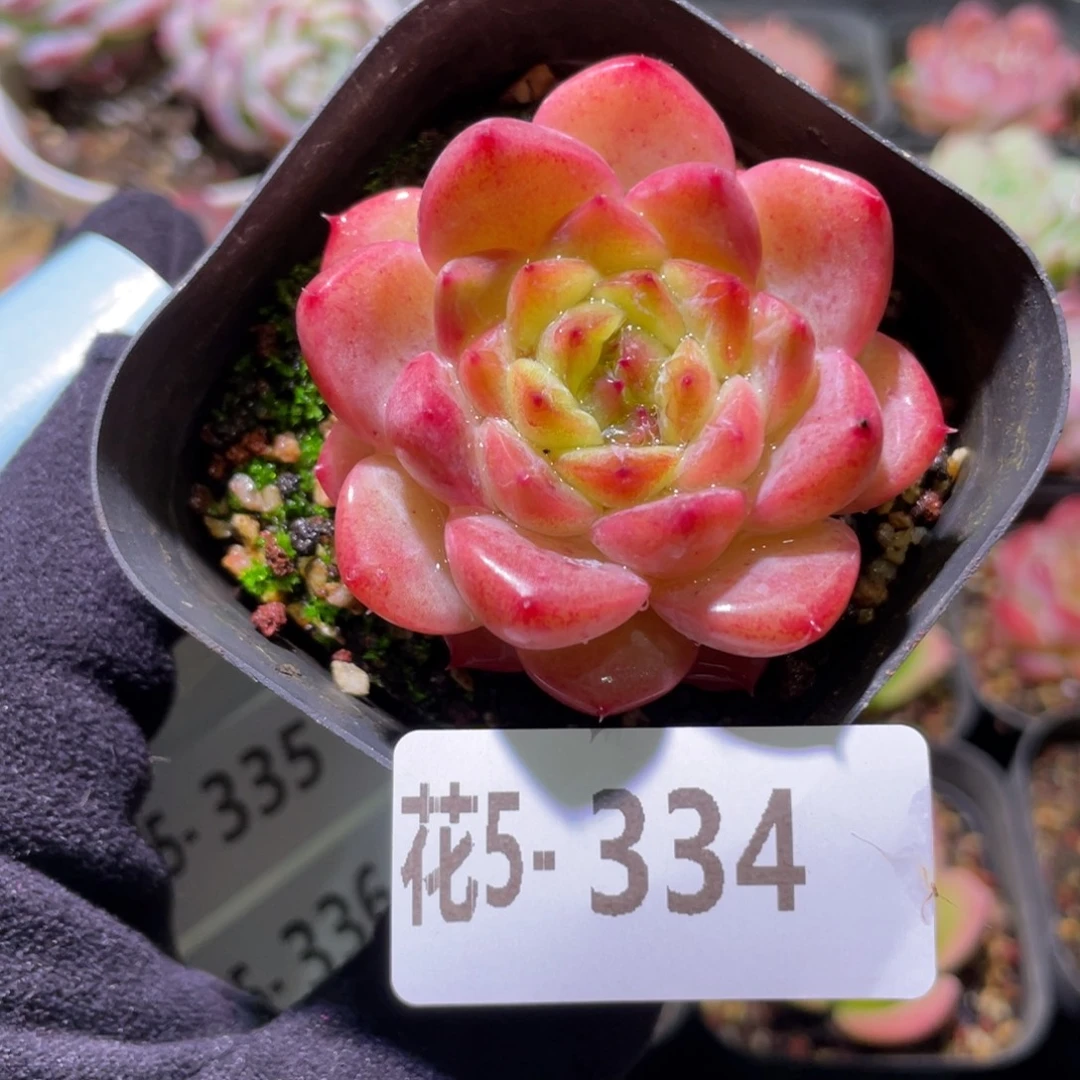 花利美5-334果汁单头