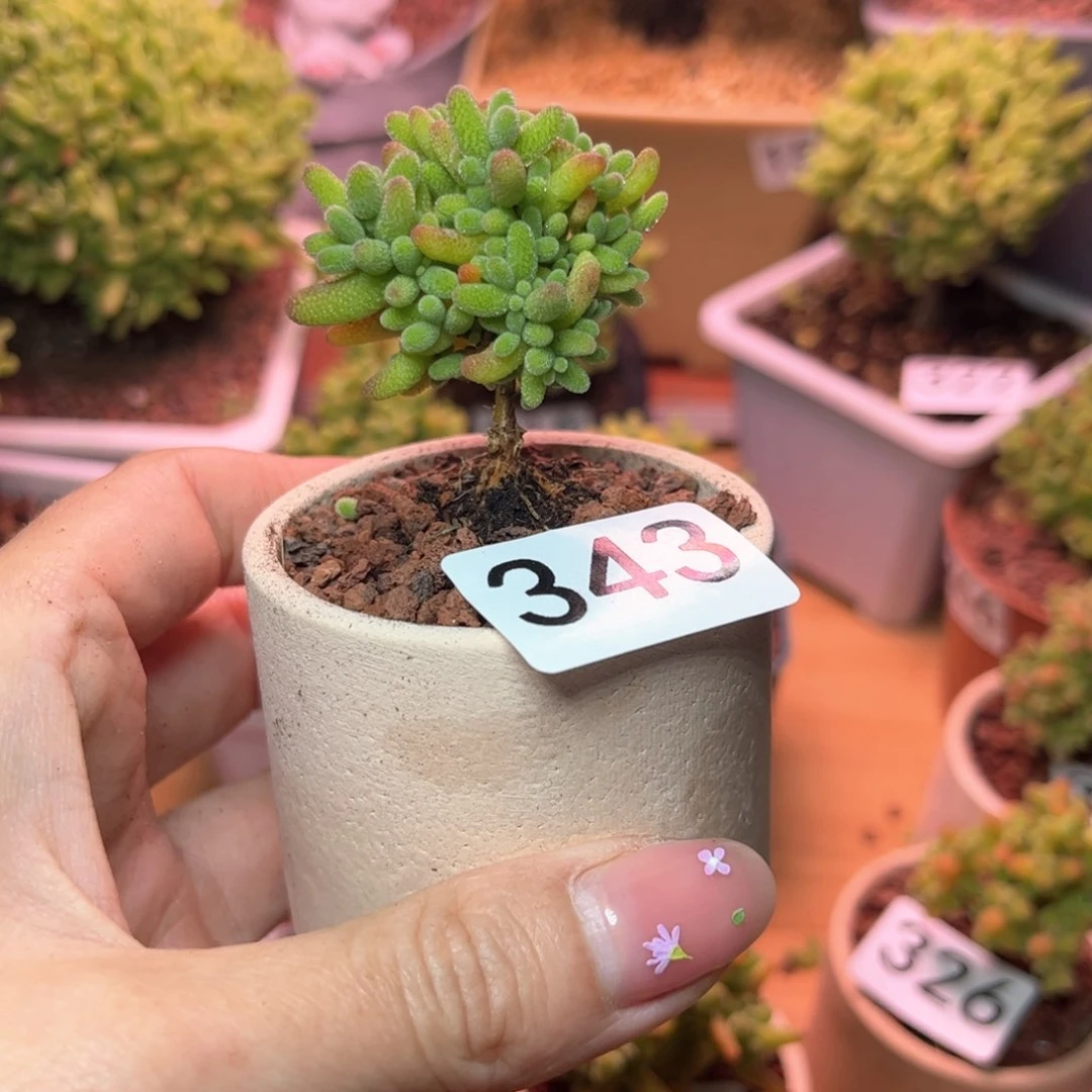 342蜜桔可爱多肉植物