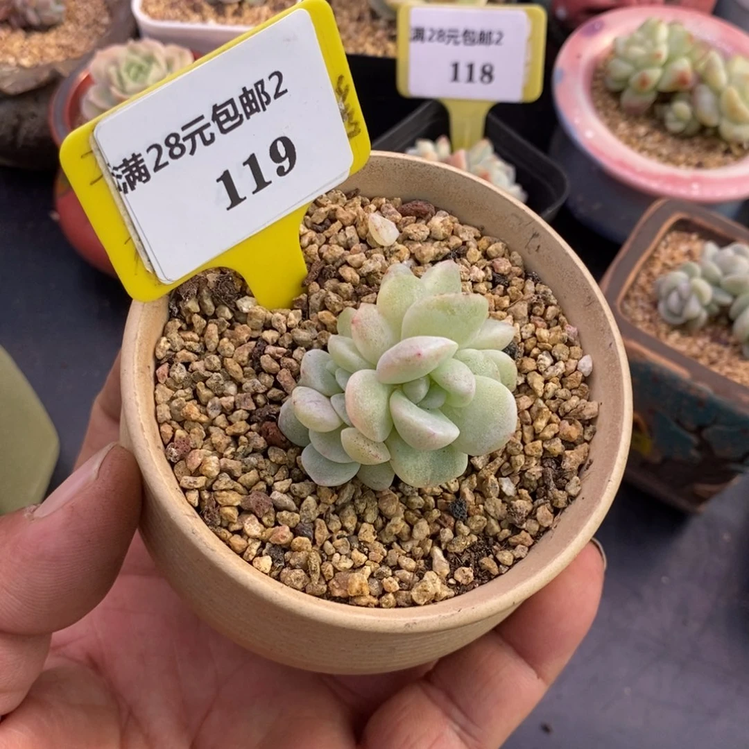 2119冰玉石化4头多肉