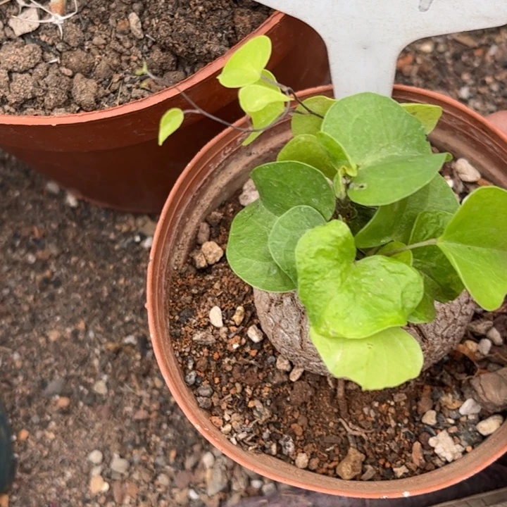 惜**泺2114龟甲龙好养皮实好活